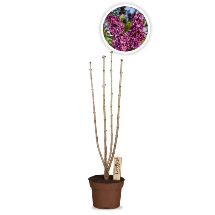 Edelflieder "Charles Joly"