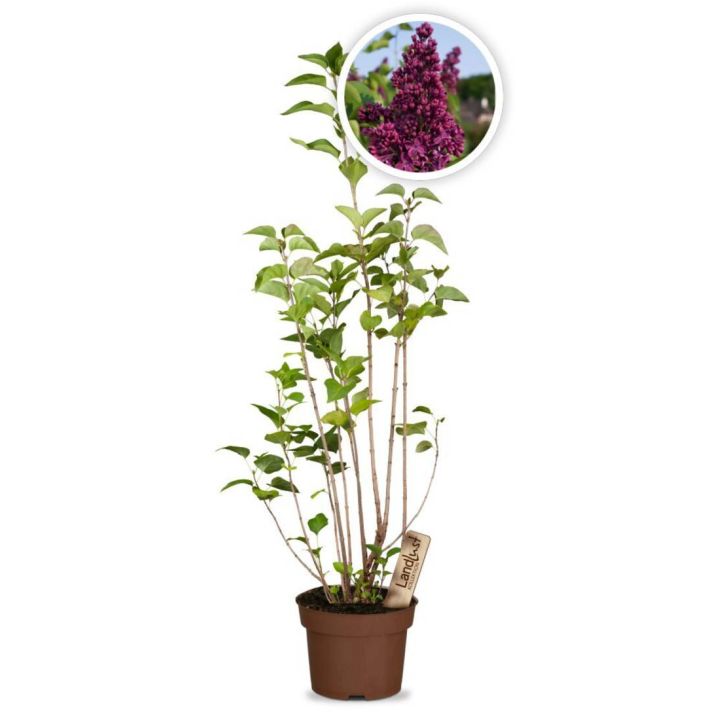 Fliederpflanze in einem braunen Topf mit „LandLust“-Etikett. Großes rundes Bild zeigt violette Fliederblüten aus der Nähe.