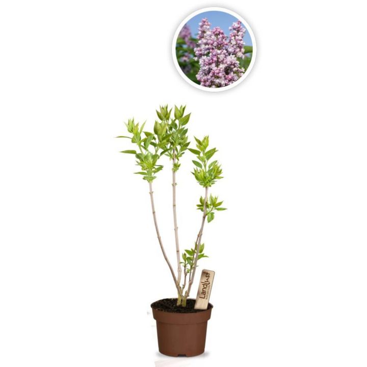 Edelflieder "Katharine Havemeyer"