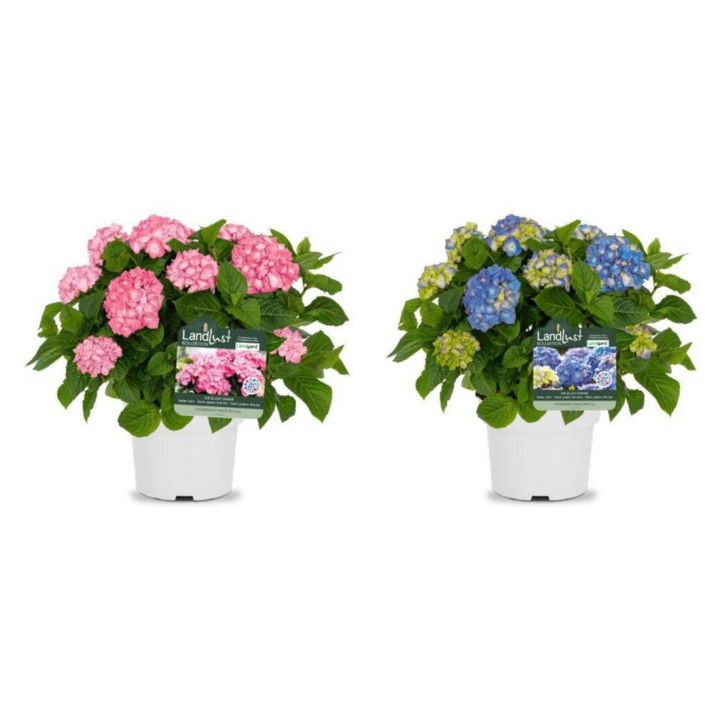 Bauernhortensie Rosa/Blau (2er-Set)