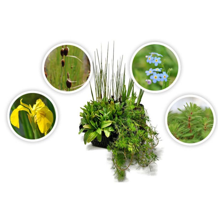 4er Set Wasserpflanzen Starter-Set