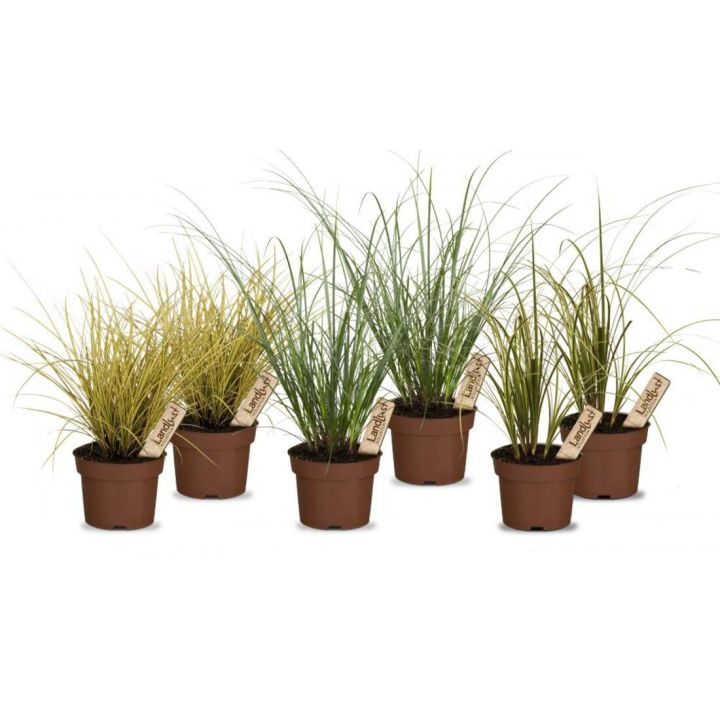 Bunter Gräsermix Schatten (6er-Set)