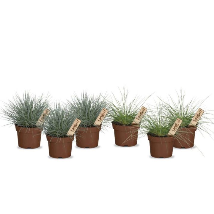 Bunter Gräsermix Sonne (6er-Set)