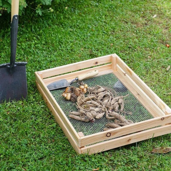 Holzsiebkasten mit Maschendrahtgitter liegt auf Gras, gef&uuml;llt mit Knollenpflanzen und einem Gartenwerkzeug. Daneben steht ein schwarzer Spaten mit Holzstiel.