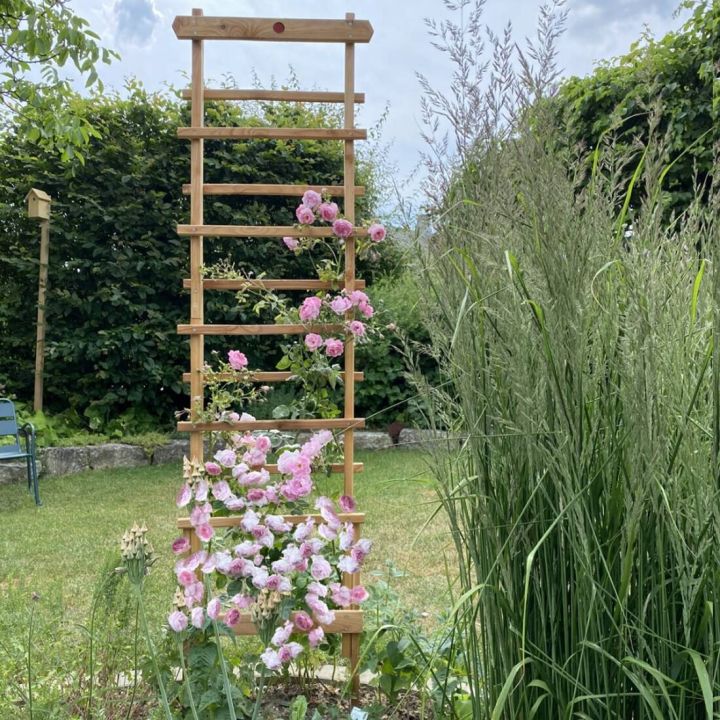 Ein Holzgitter in einem Garten dient als Rankhilfe für eine blühende Kletterrose mit rosa Blüten. Im Hintergrund sind Büsche, hohes Gras und ein Gartenstuhl zu sehen.