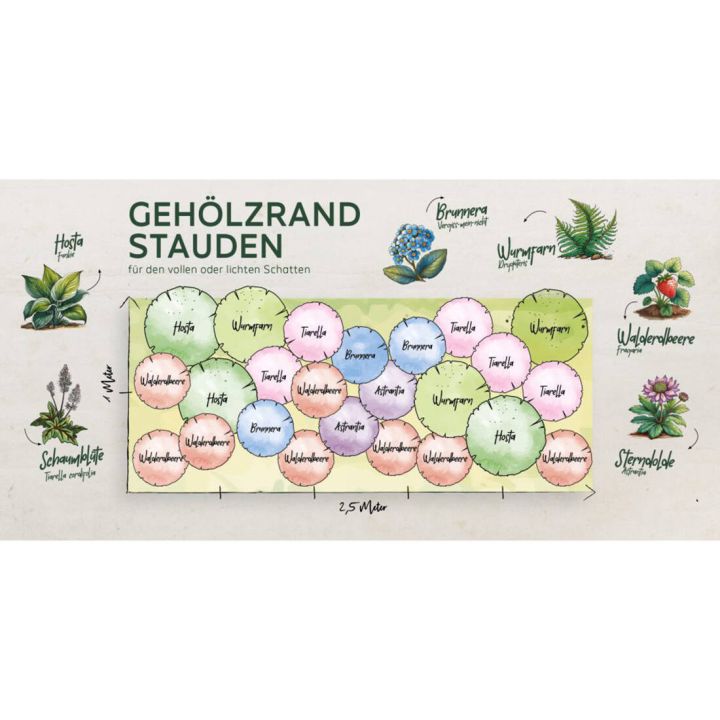 Staudenbeet Geh&ouml;lzrand Schatten (24 Pflanzen)