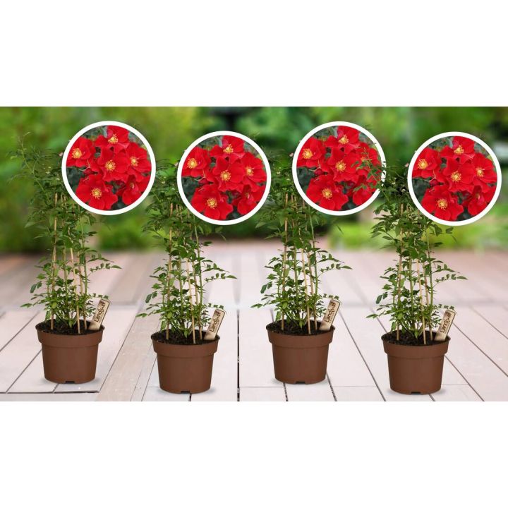 Zwergrosen (4er-Set)