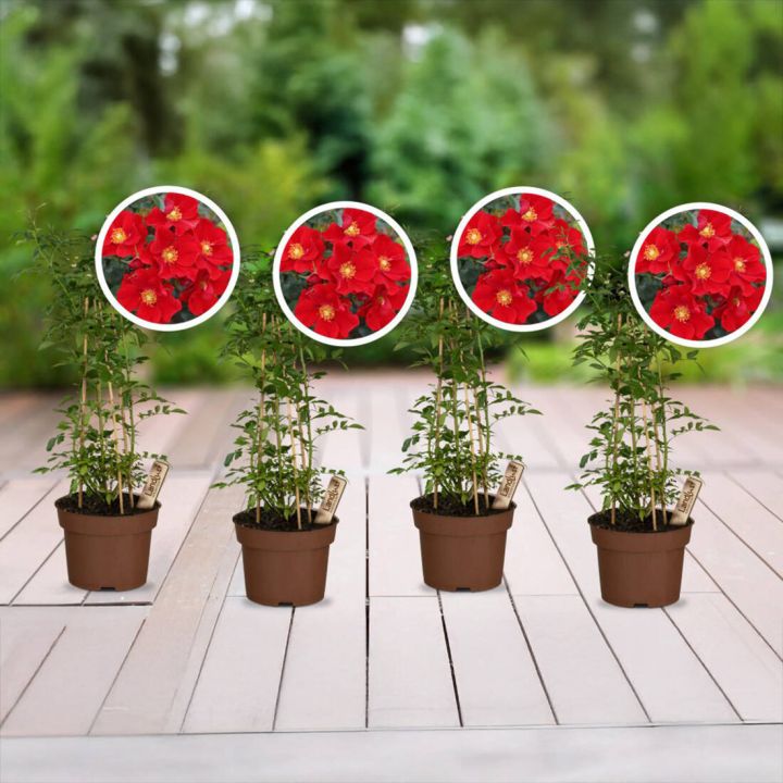 Zwergrosen (4er-Set)