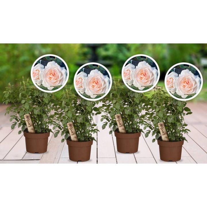 Vier Rosenpflanzen in braunen Töpfen mit Etiketten auf einem Holzdeck. Darüber eingeblendet Nahaufnahmen von cremefarbenen Rosenblüten mit rosa Schimmer.