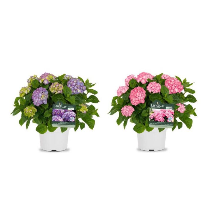 Bauernhortensie Rosa/Violett (2er-Set)