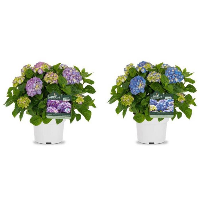 Bauernhortensie Blau/Violett (2er-Set)