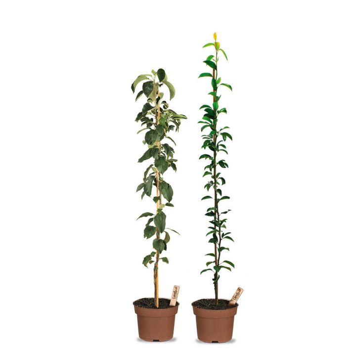 Obst-Traum Apfel/Birne (2er-Set)