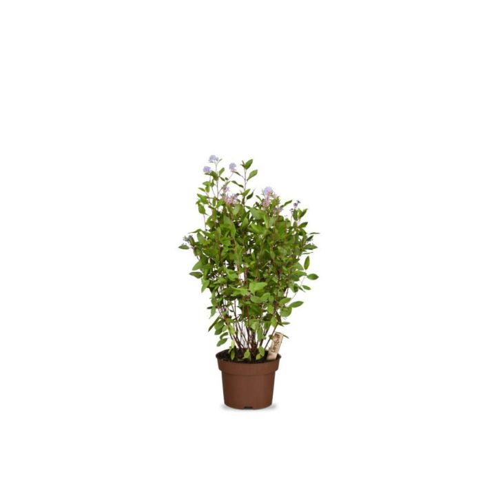 Grüner Busch mit kleinen, lila Blüten in einem braunen Blumentopf.