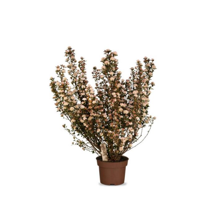 Ein blühender Strauch mit kleinen rosa-weißen Blüten in einem braunen Blumentopf. Die Pflanze ist dicht verzweigt und trägt ein Etikett mit der Aufschrift "Landlyst". Der Hintergrund ist weiß.