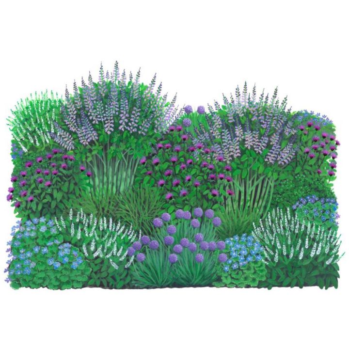 Illustration eines dichten, blühenden Kräuterbeets mit verschiedenen Pflanzen in Grün-, Violett- und Blautönen, darunter Salbei, Schnittlauch, Zitronenmelisse, Thymian und Borretsch, symmetrisch angeordnet vor weißem Hintergrund.