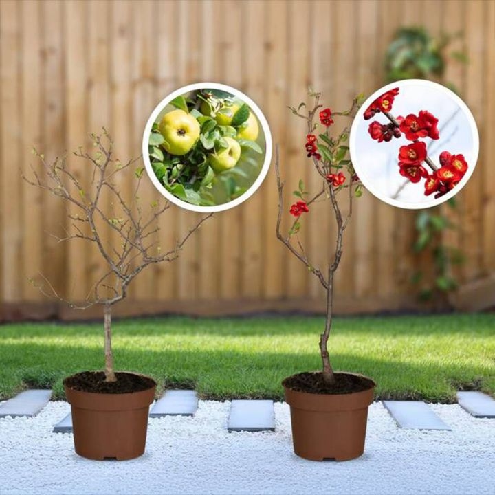 Zierquitten (2er-Set)