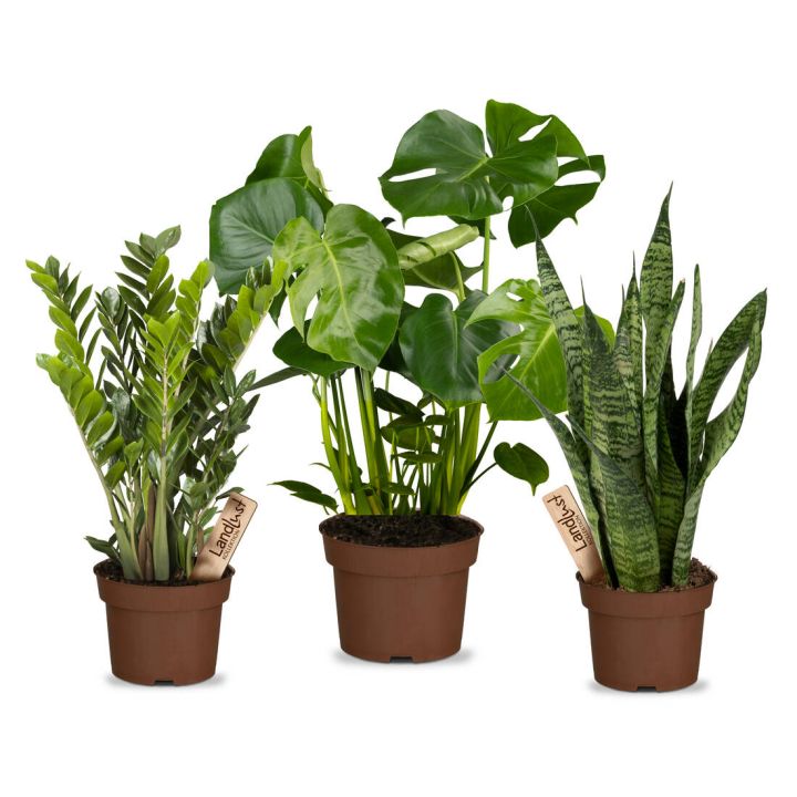 Drei Zimmerpflanzen in braunen Töpfen: links Zamioculcas mit etikettiertem Namensschild, in der Mitte Monstera mit großen Blättern, rechts Sansevieria mit langen, schmalen, gesprenkelten Blättern, ebenfalls etikettiert.