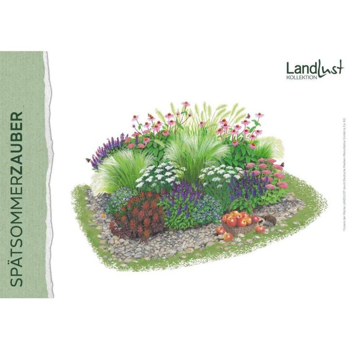 Illustration eines bepflanzten Gartenbeets mit Ziergräsern, violetten, weißen und rosa Blütenstauden, teils bodendeckenden Pflanzen, einem Kiesweg und einem Apfelkorb im Vordergrund; Text „SPÄTSOMMERZAUBER“ und „Landlust Kollektion“.