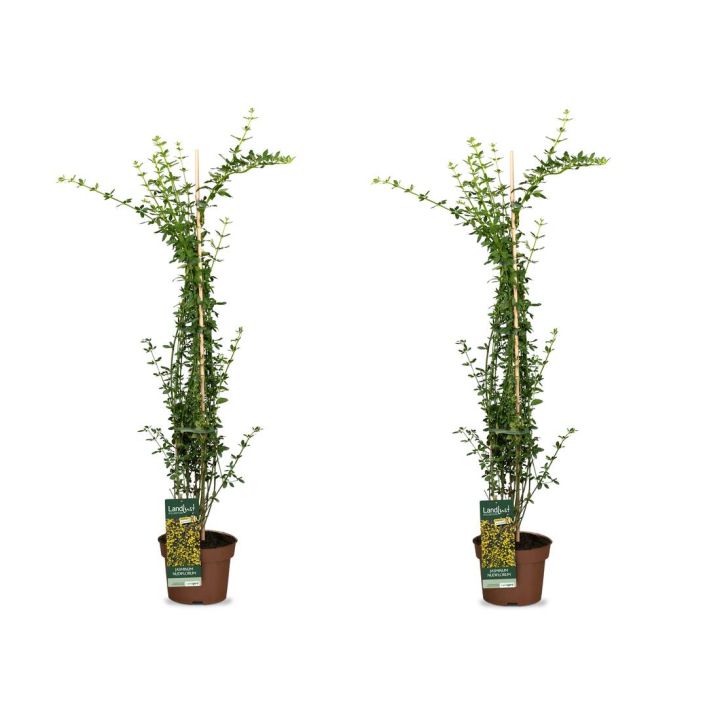 Kletterkönigin Jasmin 2er Set