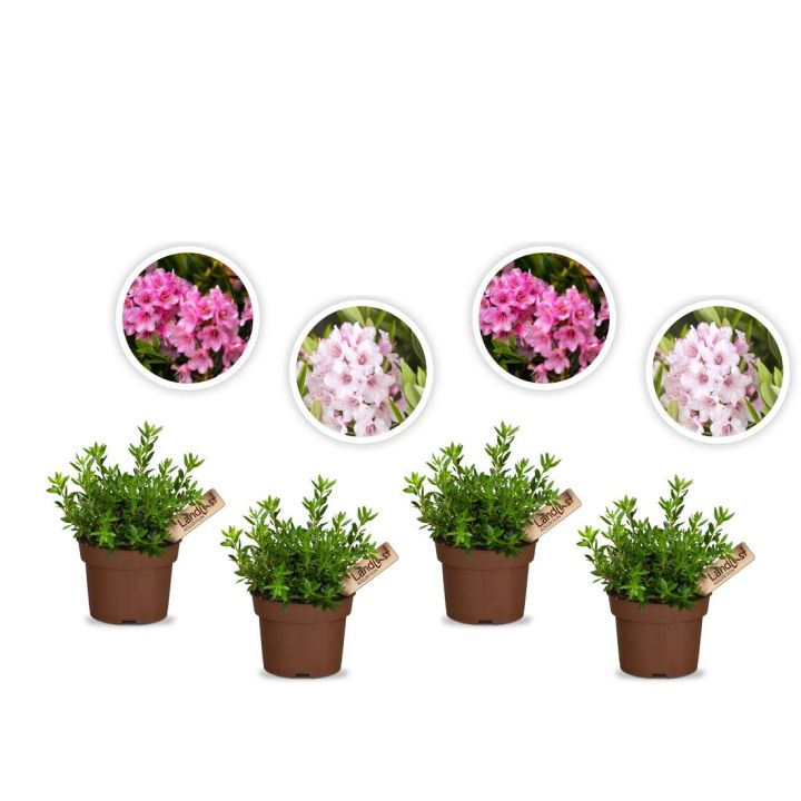 Verspieltes Rhododendron "Nugget" 4er Set
