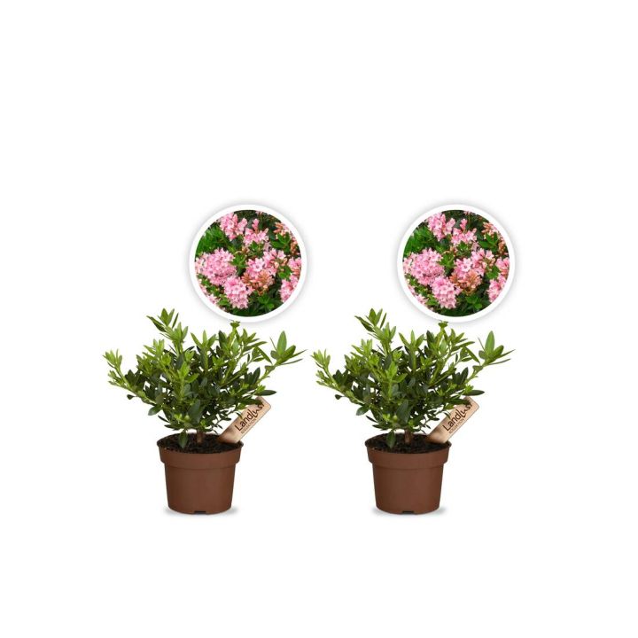 Zwergrhododendron Bloombux Magenta 2er Set