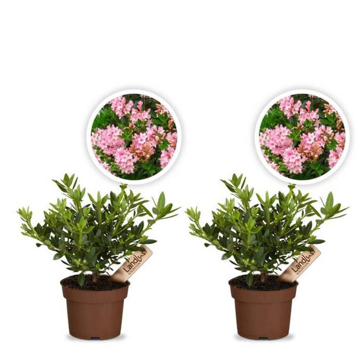 Zwergrhododendron Bloombux Magenta 2er Set