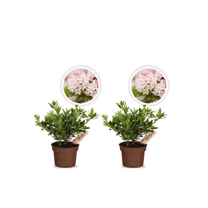 Zwergrhododendron Bloombux Pink 2er Set