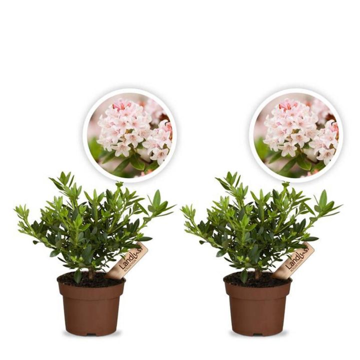 Zwergrhododendron Bloombux Pink 2er Set