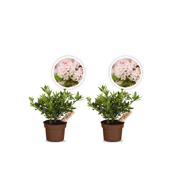 Zwergrhododendron Bloombux Magenta 2er Se