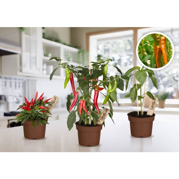 Feurige Ernte Chili 3er Set