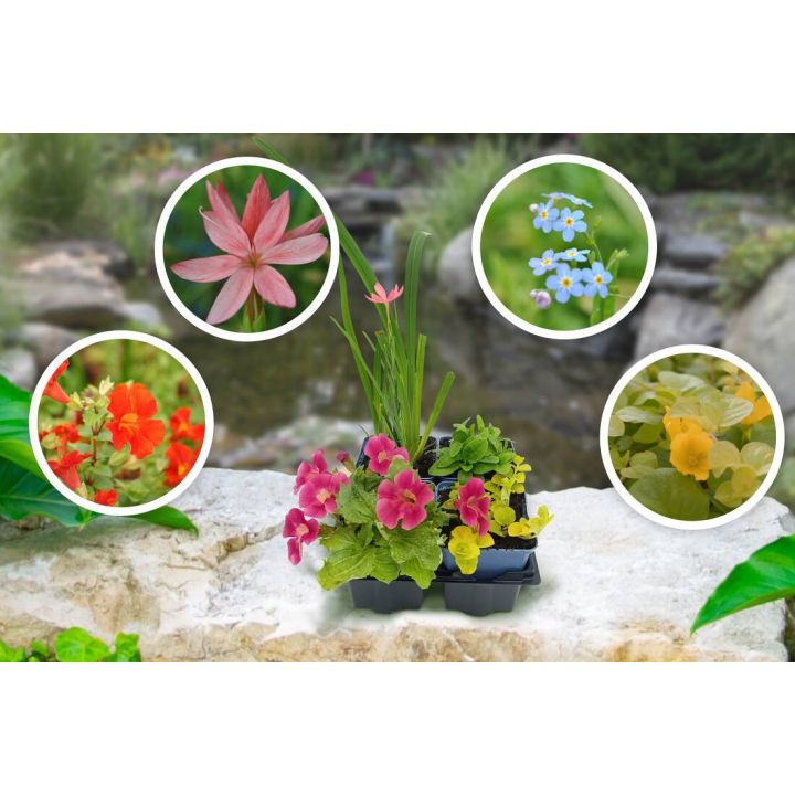 Ein Set aus blühenden Gartenpflanzen in schwarzen Schalen auf einem Stein. Umgeben von vier runden Inset-Bildern mit verschiedenen Blumen: rosa Blüte, blaue Blüten, orange Blüten und gelbe Blüten. Hintergrund zeigt einen Gartenteich.