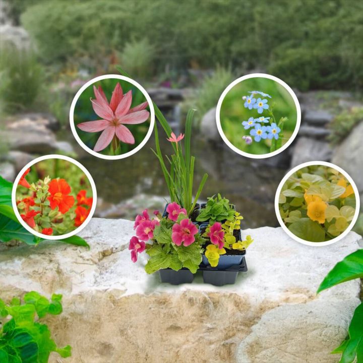 Bl&uuml;hender Summteich 4er Set