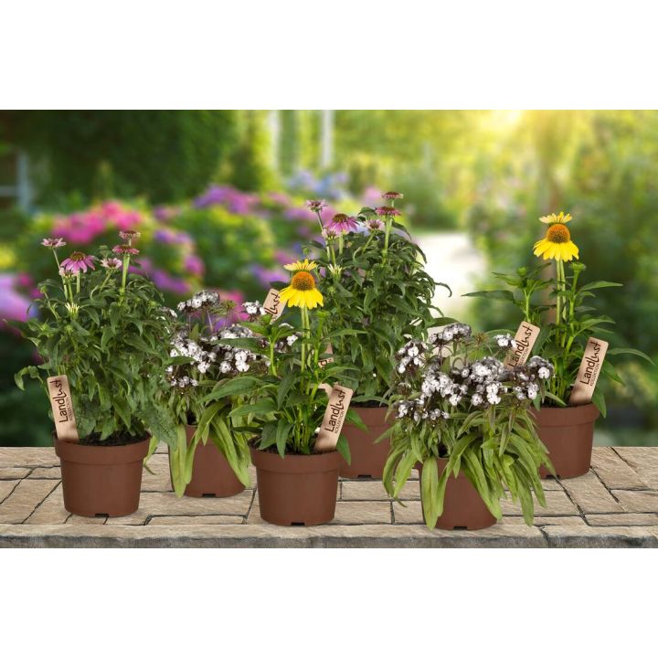 Sommerfreude Stauden 6er Set