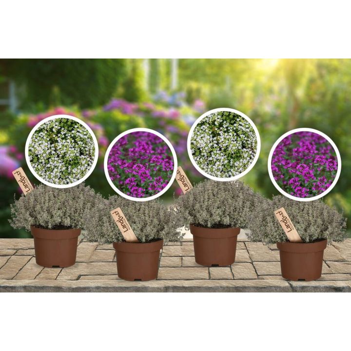 Vier Töpfe mit blühenden Pflanzen auf einer Steinfläche, jede mit einem Holzschild "Pflanze" markiert. Vier runde Inset-Bilder zeigen detaillierte Ansichten von weißen und violetten Blüten. Hintergrund zeigt einen blühenden Garten.