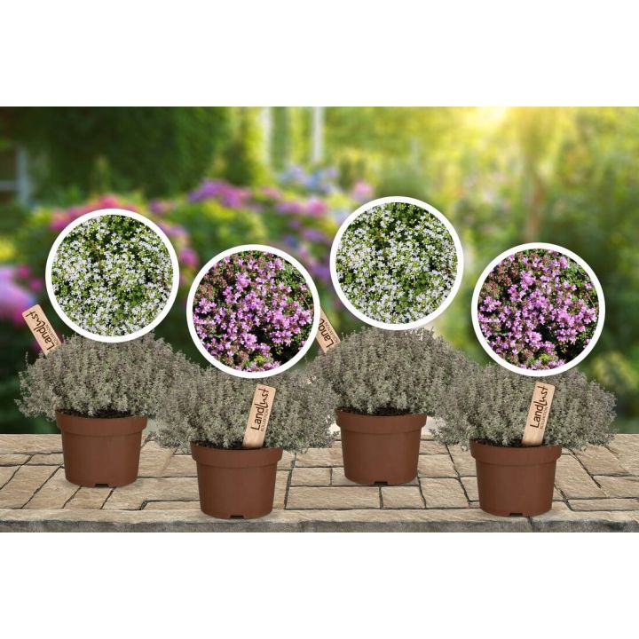 Duftender Bl&uuml;tenteppich 4er Set