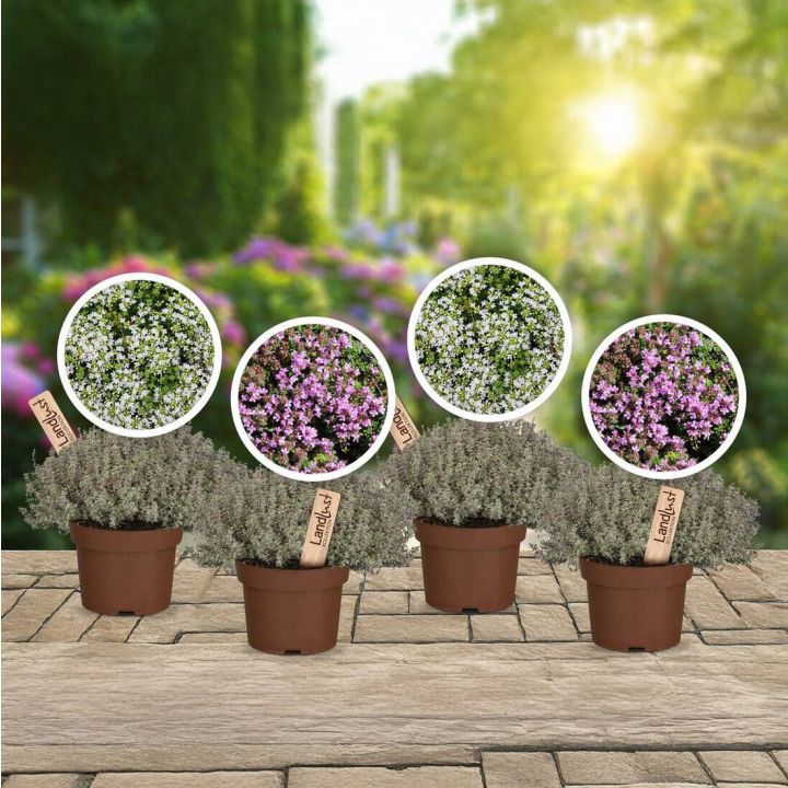 Duftender Bl&uuml;tenteppich 4er Set