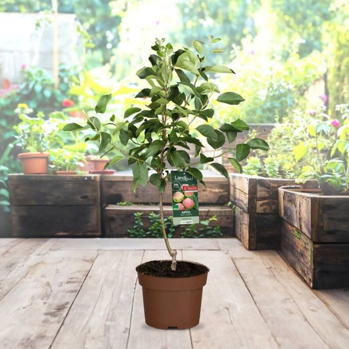 Jubil&auml;umsapfel "Prinz Albrecht"