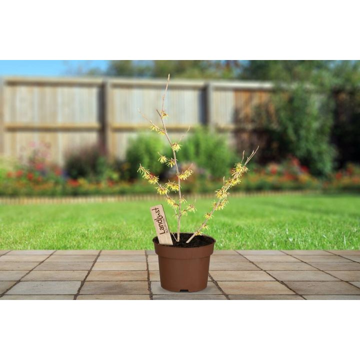 Junge Zaubernuss-Pflanze mit dünnen, blattlosen Trieben und gelben Blüten in einem braunen Kunststofftopf mit Sortenetikett, auf einer gefliesten Terrasse vor Rasenfläche und Holzzaun im Garten platziert.