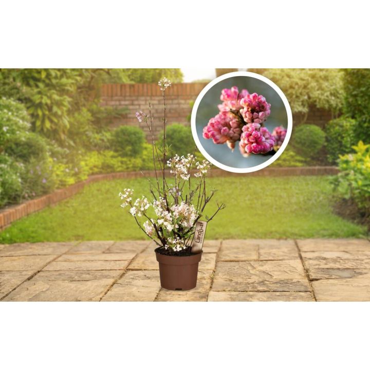 Junger Duft-Schneeball im braunen Kunststofftopf mit Sortenetikett auf einer Steinterrasse vor einer Rasenfläche; blattlose Zweige mit vielen weißen bis zartrosa Blüten, oben rechts ein rundes Detailbild der rosafarbenen Blütenknospen.