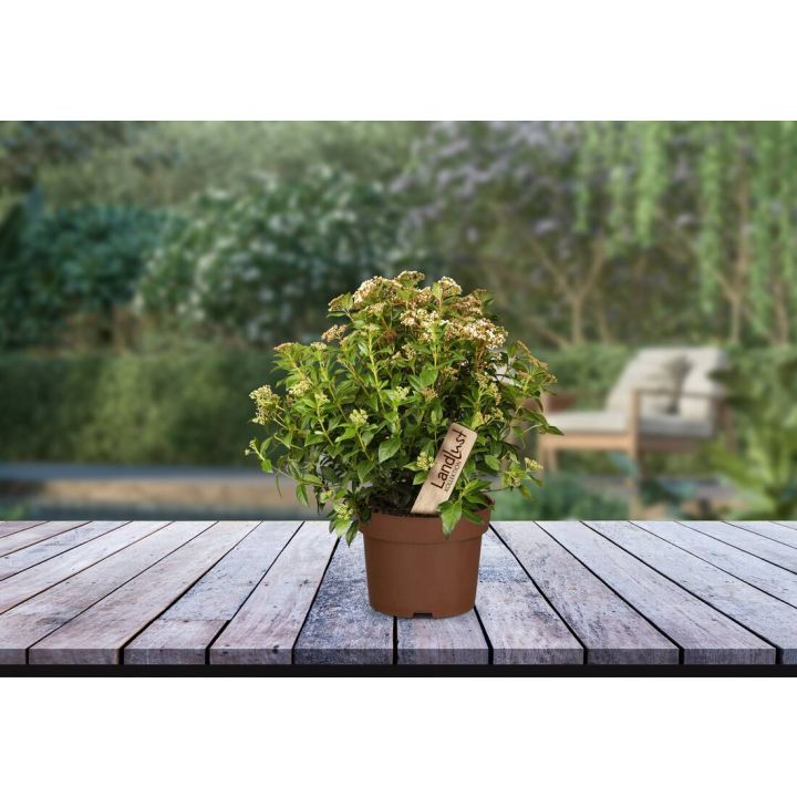 Kompakter Blütenstrauch mit grünen Blättern und zahlreichen kleinen, weißen Blütendolden in braunem Kunststofftopf mit Sortenetikett, auf einem Holztisch vor unscharfem Gartenhintergrund mit Sitzbank platziert.