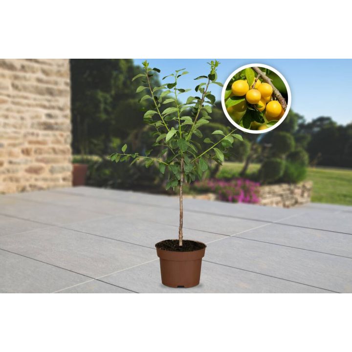 Obst-Traum Mirabelle "Nancy"