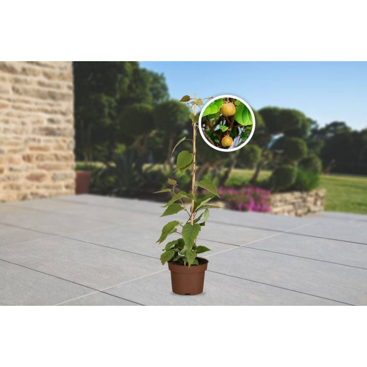 Obst-Traum Kiwi "Jenny"