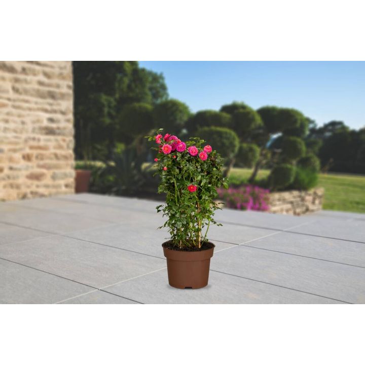 Ramblerrose "Chevy Chase"