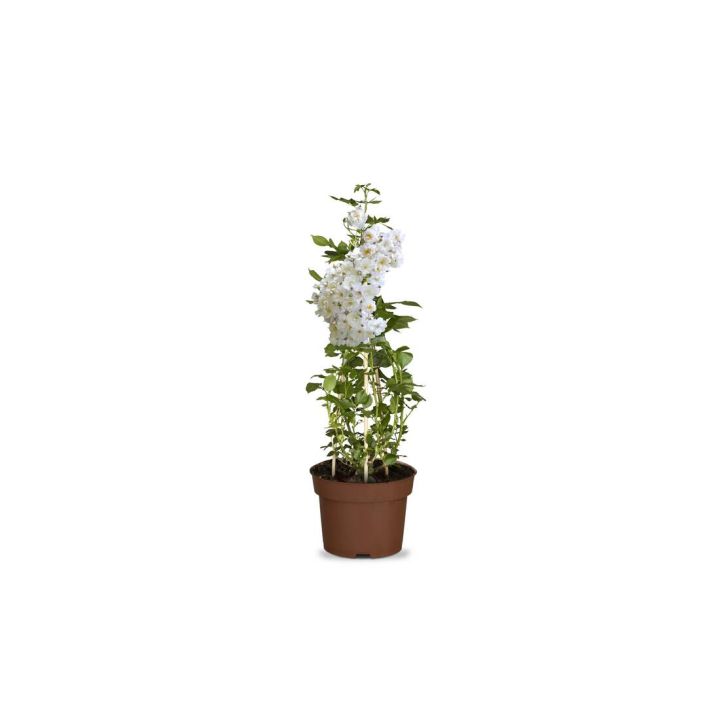Ramblerrose "Bobbie James"