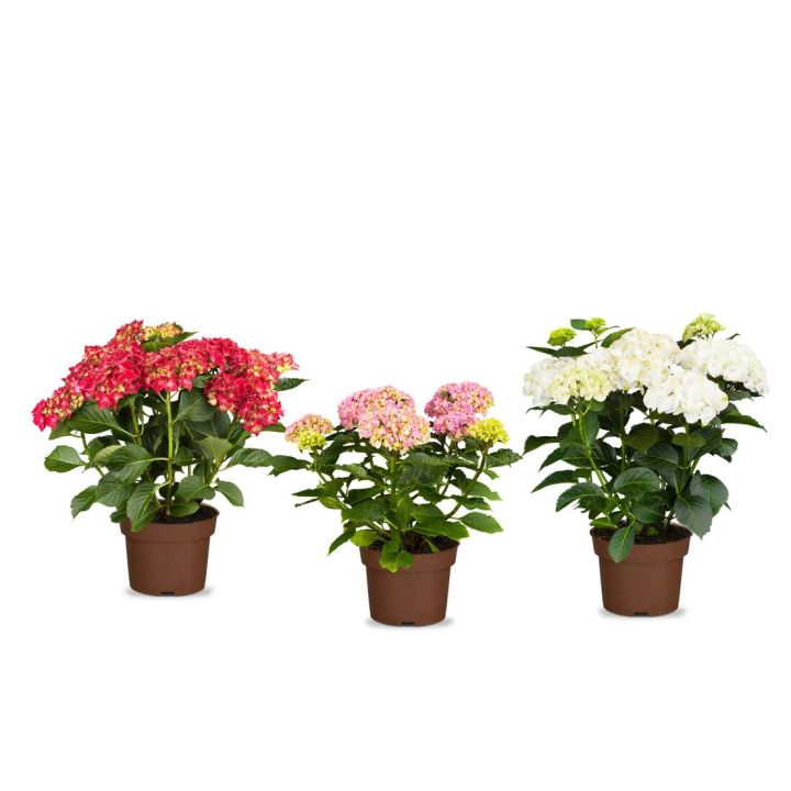 Gartenhortensie "F&uuml;r immer & ewig" 3er Set
