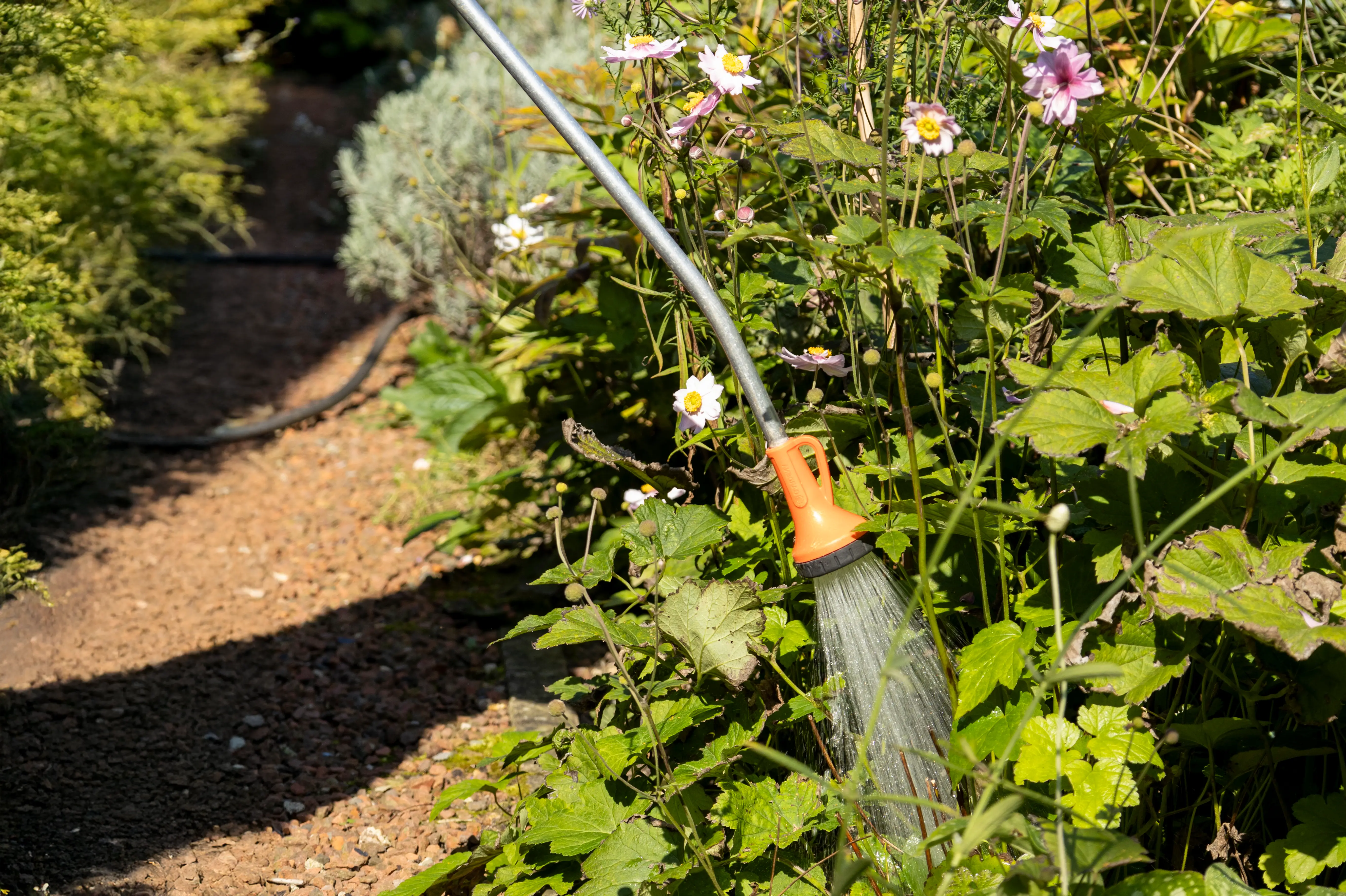 Pflanzen am Rand eines Erdweges werden mit einem Gartenschlauch bew&auml;ssert.