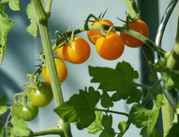Reife, orange Tomaten und unreife, grüne Tomaten hängen an einem grünen Pflanzenstrauch vor einem blauen Hintergrund. Bild verlinkt zum Workshop.