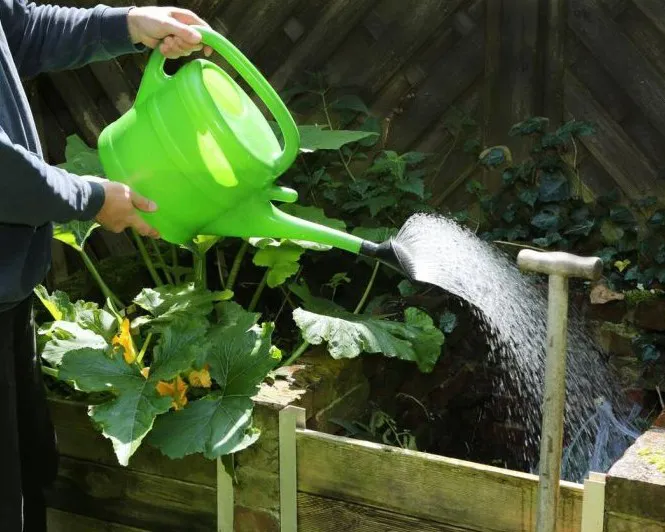 Person gießt mit grüner Gießkanne Pflanzen in einem Hochbeet. Die Pflanzen haben große grüne Blätter, teils mit gelben Blüten. Der Hintergrund ist ein Holzzaun, teilweise mit Efeu bewachsen. Bild verlinkt zum Workshop.