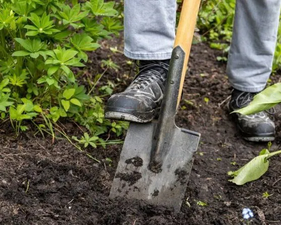 Person mit schwarzen Arbeitsschuhen gräbt mit einem Spaten hartem, lehmigen Boden um. Der Spatenkopf ist teilweise im Boden versenkt. Sichtbare Schuhsohlen haben blaues Schnürwerk. Der Boden ist trocken und rissig, umgeben von dunklerem Erdmaterial.