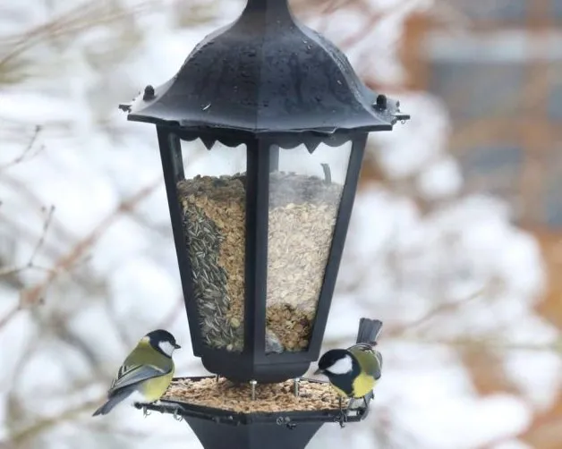 Zwei Kohlmeisen fressen Sonnenblumenkerne von einem schwarzen, laternenförmigen Vogelfutterspender im Schnee. Im Hintergrund sind verschwommene Äste zu sehen. Bild verlinkt zum Workshop.